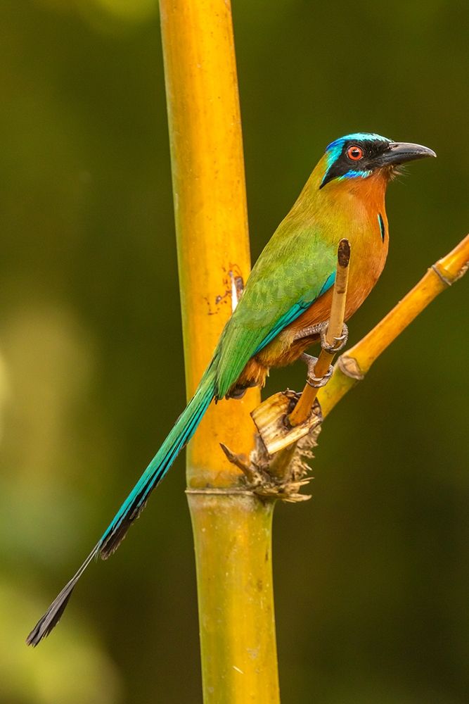 Caribbean-Tobago Motmot bird on limb
